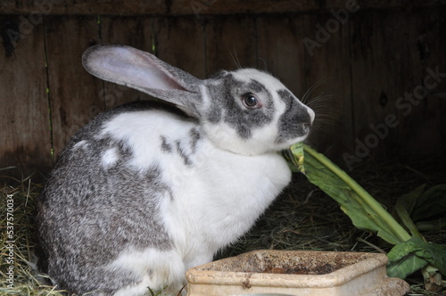 black and white rabbits breeding