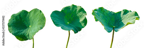 Lotus leaf Isolate collection of on transparent background PNG file © sarayut_sy