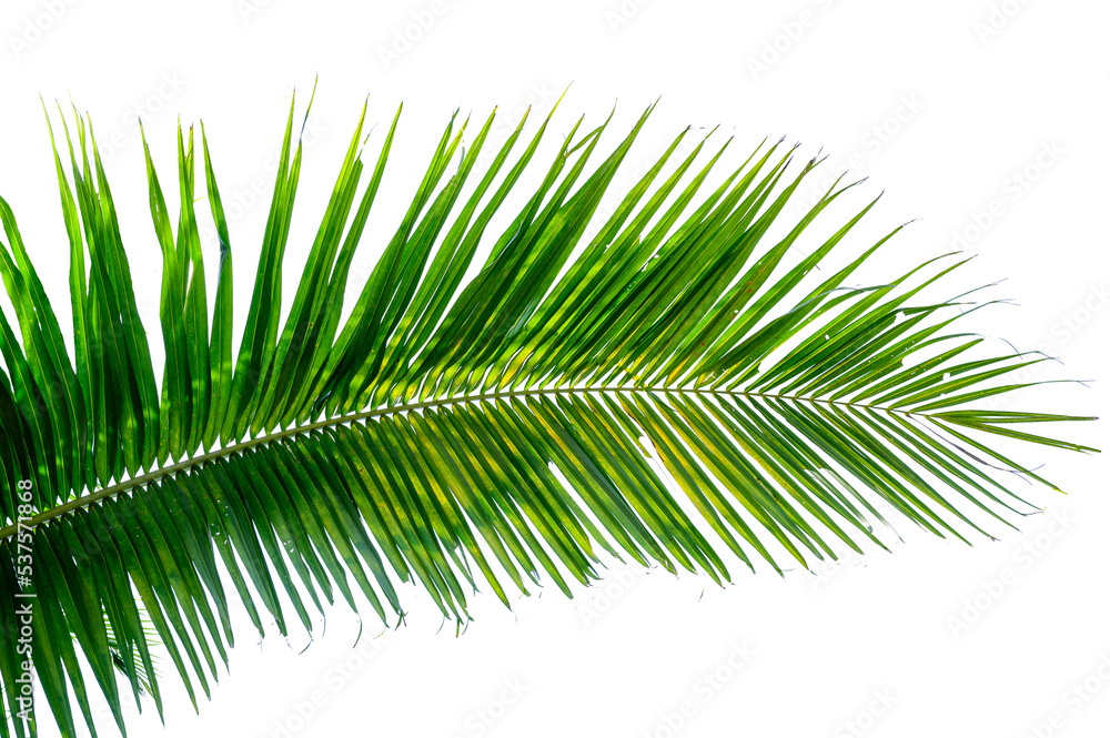 Obraz premium coconut leaves white background