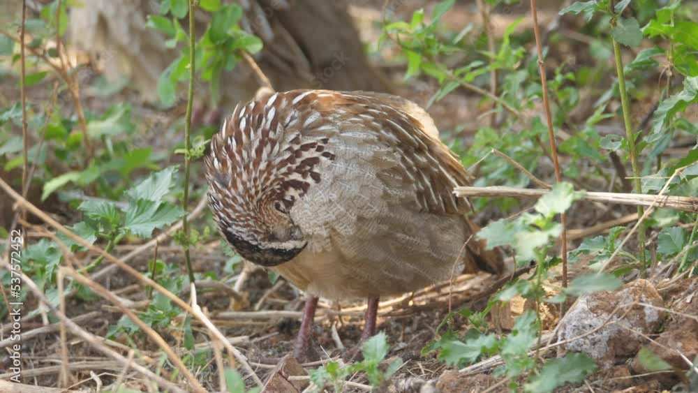 Crested Francolin preens in green undergrowth, others forage nearby Crested Francolin preens in green undergrowth, others forage nearby