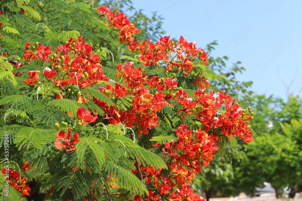 Summer flowers on trees in a city park in Israel.