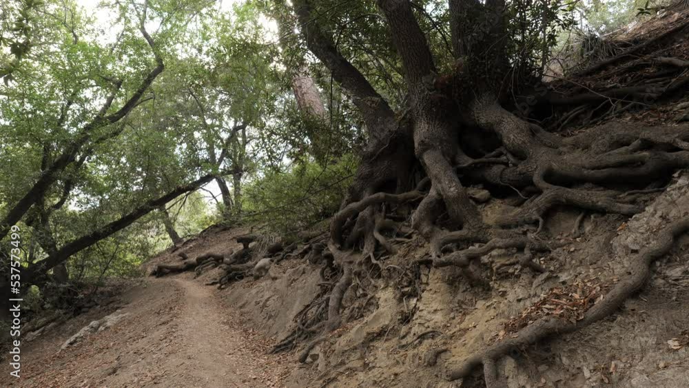 Huge roots of old trees on the slopes of the California mountains