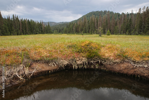 Unique nature reserve national park with peat moss bog, pine forest and pond in the Bihar mountains near Padis, Transylvania, Romania. 
Color landscape photo.