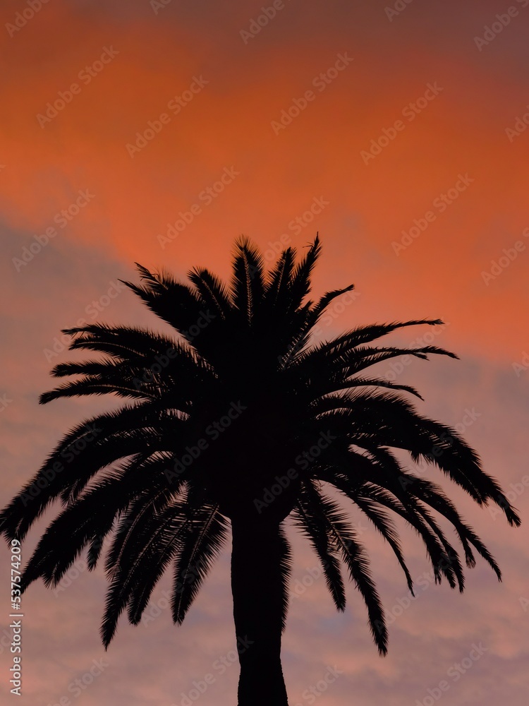 silhouette of a palm tree on a red sky background