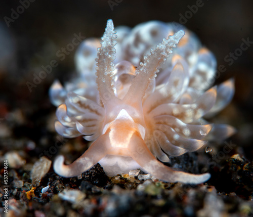 Baeolidia salaamica - nudibranch (sea slug). Underwater macro world of Tulamben, Bali, Indonesia.