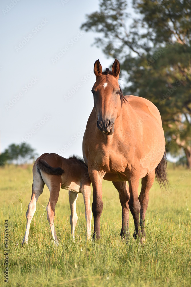 Obraz premium Brown baby horse, horse and foal