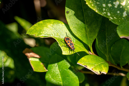 Fotografija Pyrocorres gendarmes dans le jardin