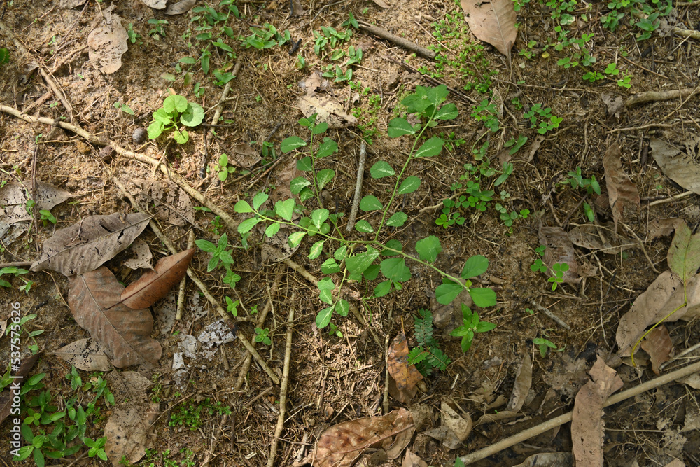 High angle view of an Arrow Leaf Sida or Heen Babila (Sida Alnifolia) plant in a wild area High angle view of an Arrow Leaf Sida or Heen Babila (Sida Alnifolia) plant in a wild area