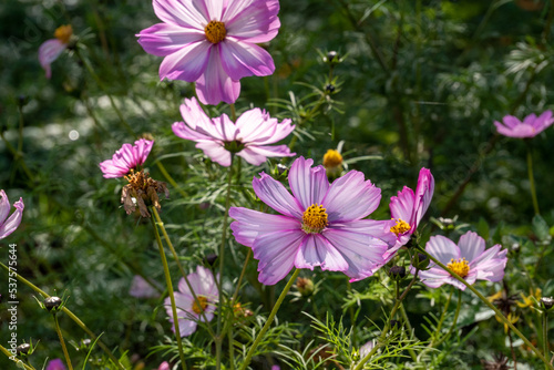 Fleur dans jardin