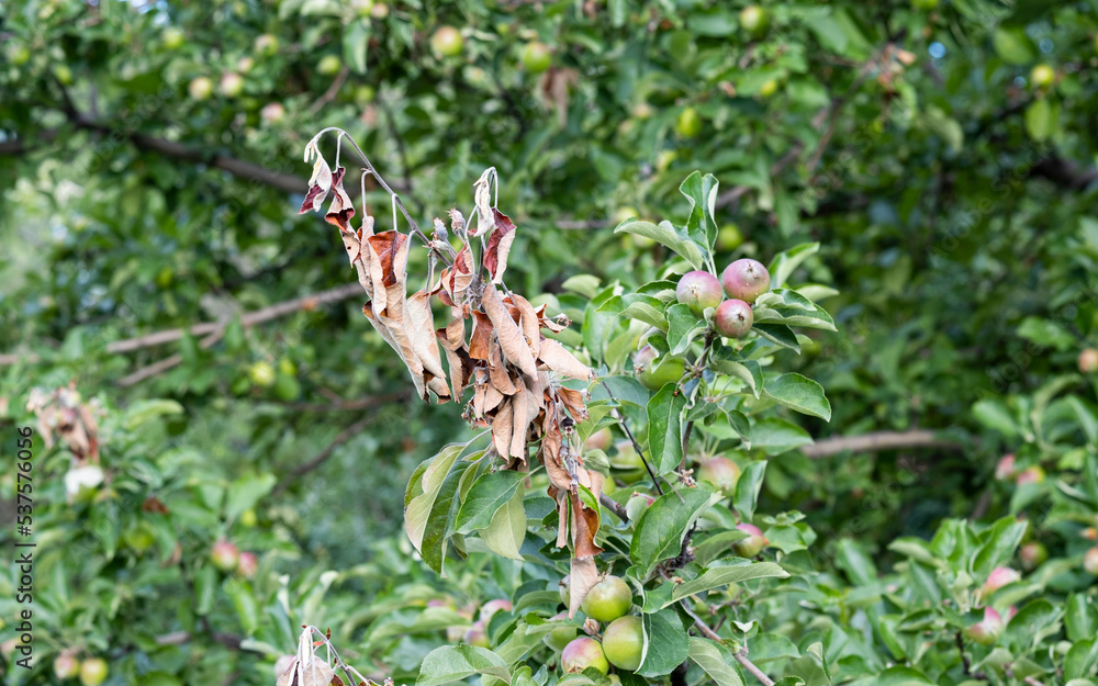 Apple orchard disease, the tree is infected with a bacterium. Apple tree is susceptible to bacterial burn disease. The problem of modern orchards. Apple orchard disease, the tree is infected with a bacterium. Apple tree is susceptible to bacterial burn disease. The problem of modern orchards.