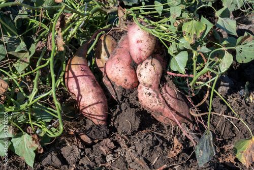 Harvesting sweet potato at the farm. Getting sweet potato tubers out of the ground.