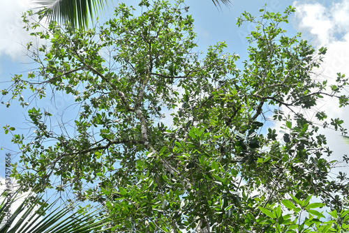 A large Beauty Leaf tree with wide spreading branches with fruits under the blue sky photo
