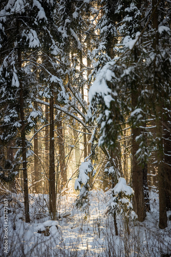 winter forest landscape with snow