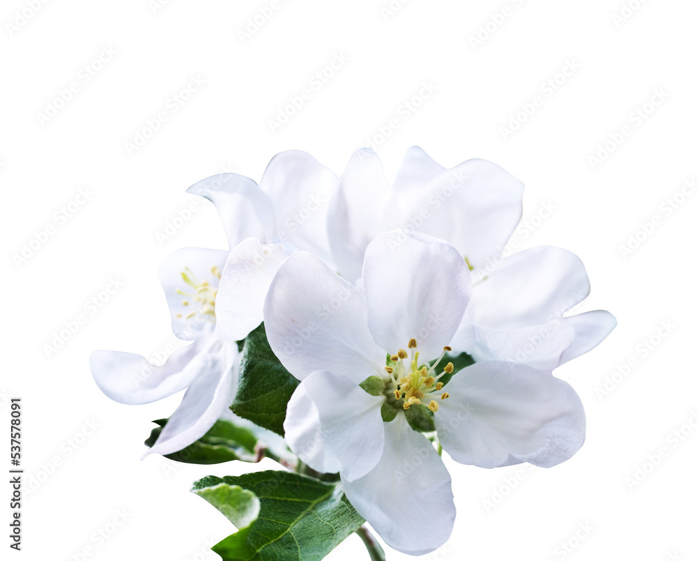 Isolated white flowers of apple tree.
