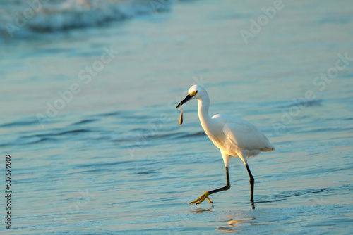Snowy egret snags a small fish for breakfast on a Autumn sunrise in Myrtle Beach South Carolina