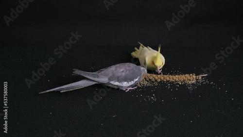 Two gray and yellow cockatiels eat bird food from a saucer