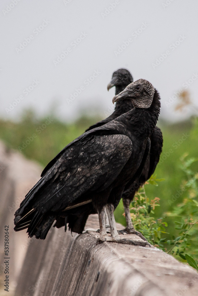 Fototapeta premium Black vultures looking at the camera perched on a wall in Bañado La Estrella Provincial Park, Formosa Province, Argentina