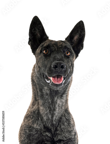 Dutch Shepherd in studio