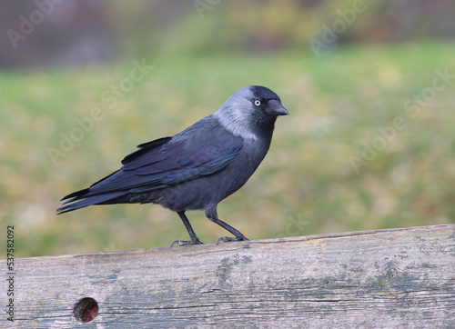 Photography Western jackdaw