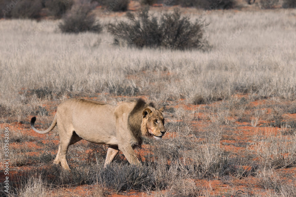 male lion (panthera leo) walking in the kalahri desert
male lion (panthera leo) walking in the kalahri desert