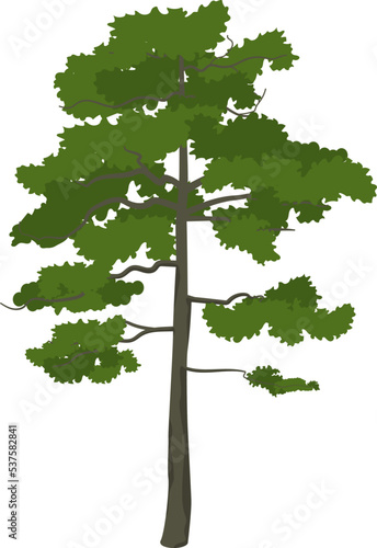 Pine icon. Woodland tree. Evergreen plant symbol