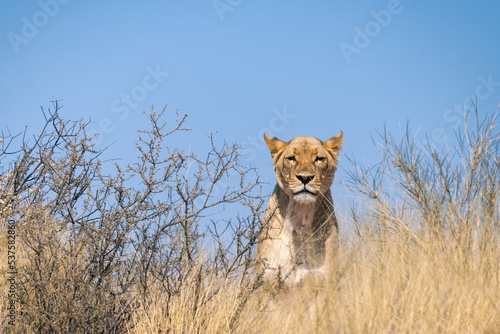 beautiful lioness watching over the kalahari desert in namibia, eye contact