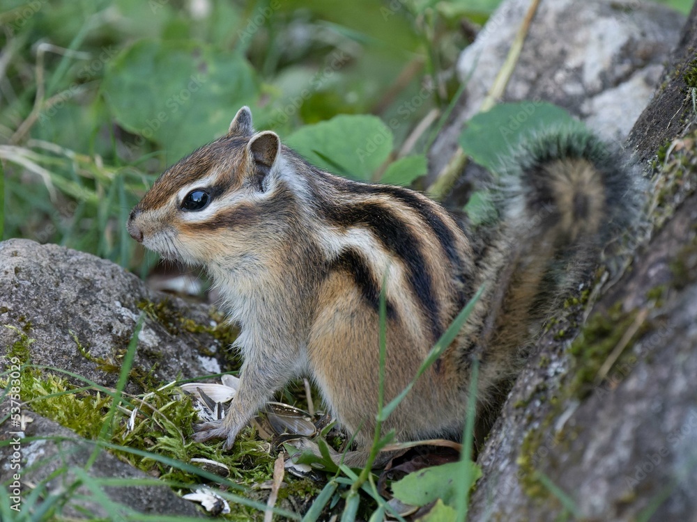 北海道　エゾシマリス　シマリス　リス　　小動物　かわいい　齧歯類