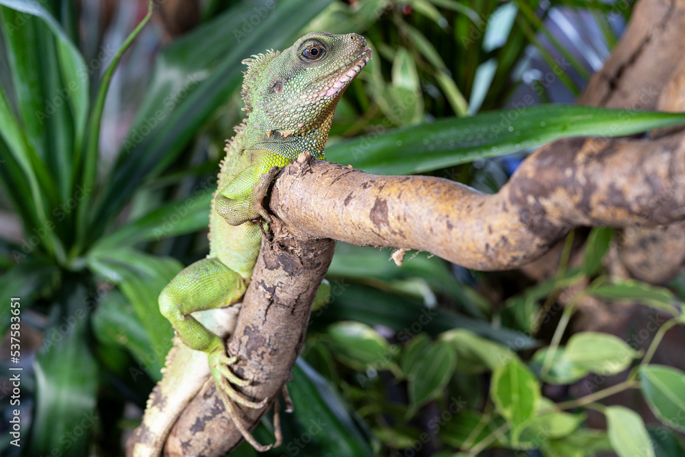 Thai water dragon, Physignathus cocincinus Thai water dragon, Physignathus cocincinus