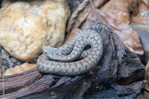 Tableau sur toile Asp viper, Vipera aspis