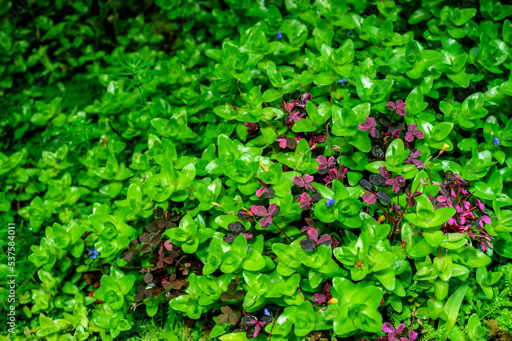 Fototapeta premium Background with bright, saturated green leaves