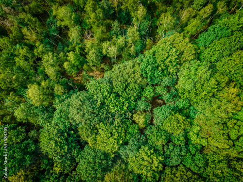 Aerial top view of summer green trees in forest in rural. Drone photography