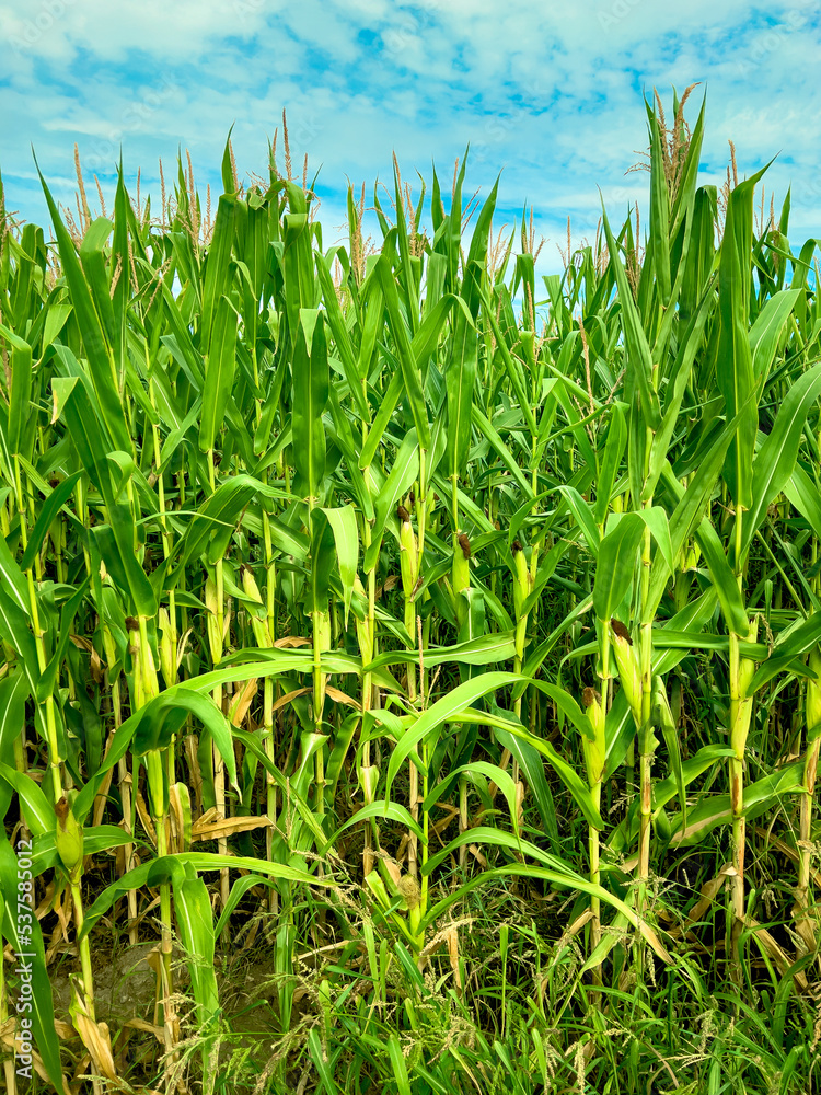 Fototapeta premium View Of Corn Crop Growing In Field. Corn plants in a cornfield against a a sunny blue sky
