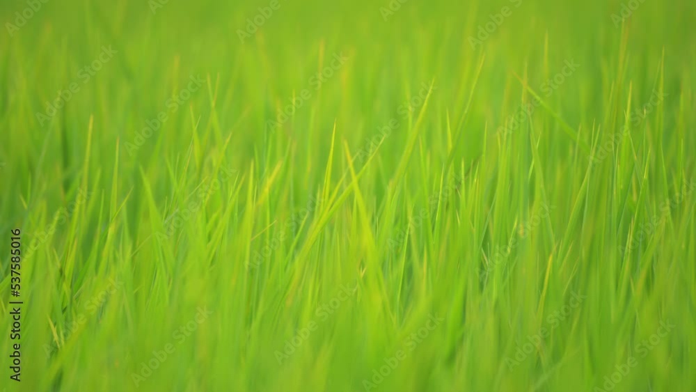 Rice field on sunny in countryside of beautiful nature, orgainc plantation in rural Rice field on sunny in countryside of beautiful nature, orgainc plantation in rural