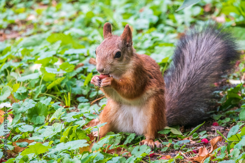 Autumn squirrel with nut sits on green grass with fallen yellow leaves Autumn squirrel with nut sits on green grass with fallen yellow leaves