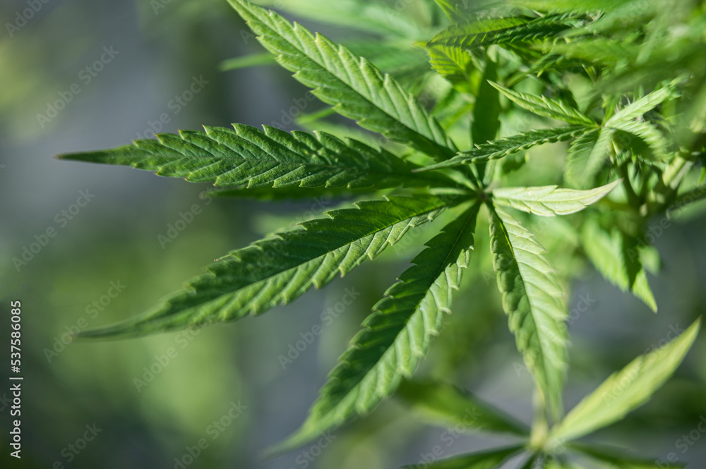 marijuana leaf marijuana leaf