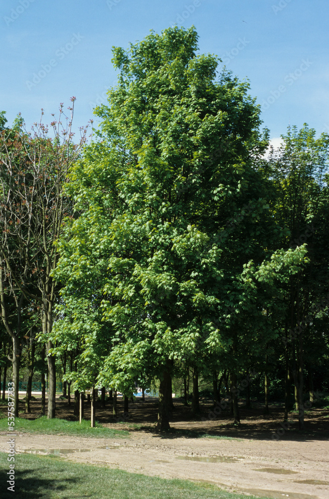 Obraz premium Erable sycomore, Acer pseudoplatanus