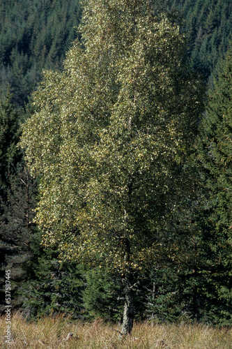 Εκτύπωση καμβά Tremble, Populus tremula