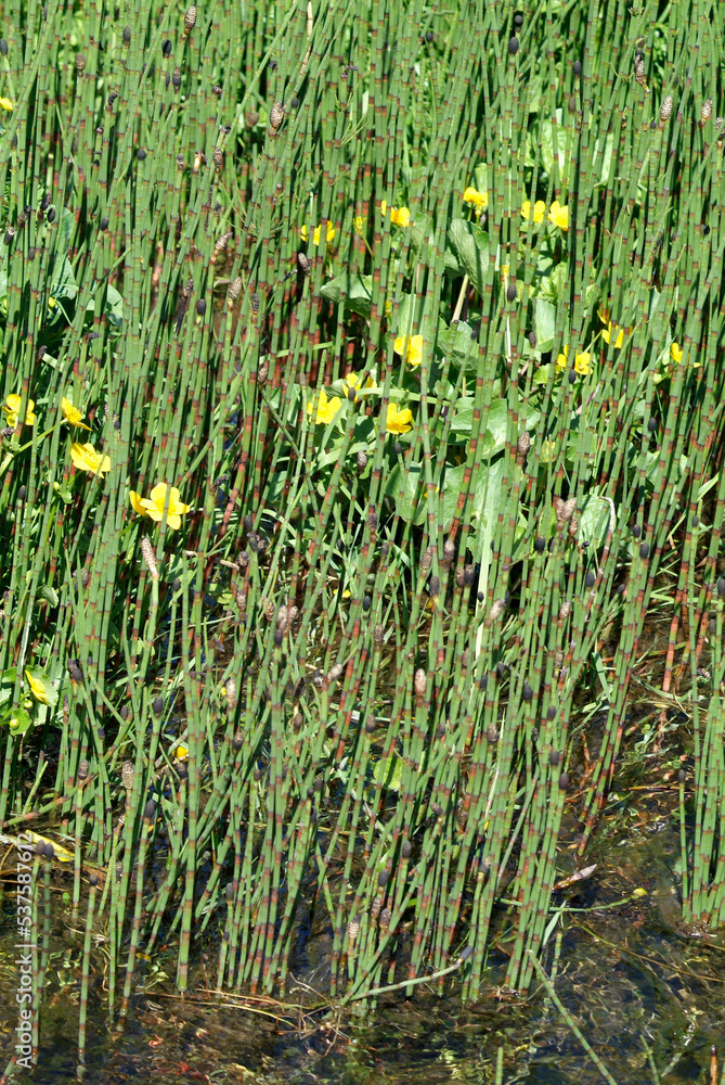 Obraz premium Prêle des marais, Equisetum palustre