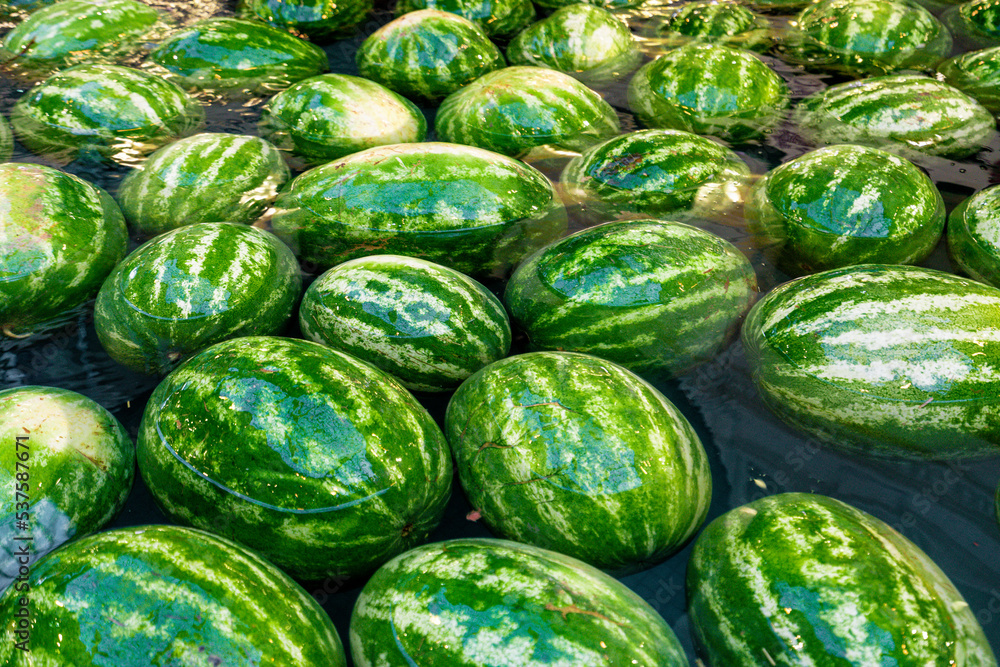 Watermelons float on the surface of water. Concept of watermelon day Watermelons float on the surface of water. Concept of watermelon day