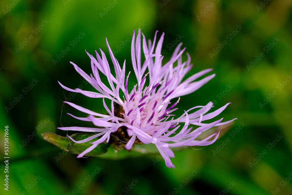 Macro photography of a flower: detail shot of a flower with background blur.
Macro photography of a flower: detail shot of a flower with background blur.