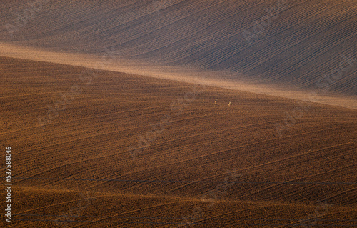 Roe deer on a vast plowed field, autumn, Czech Moravia