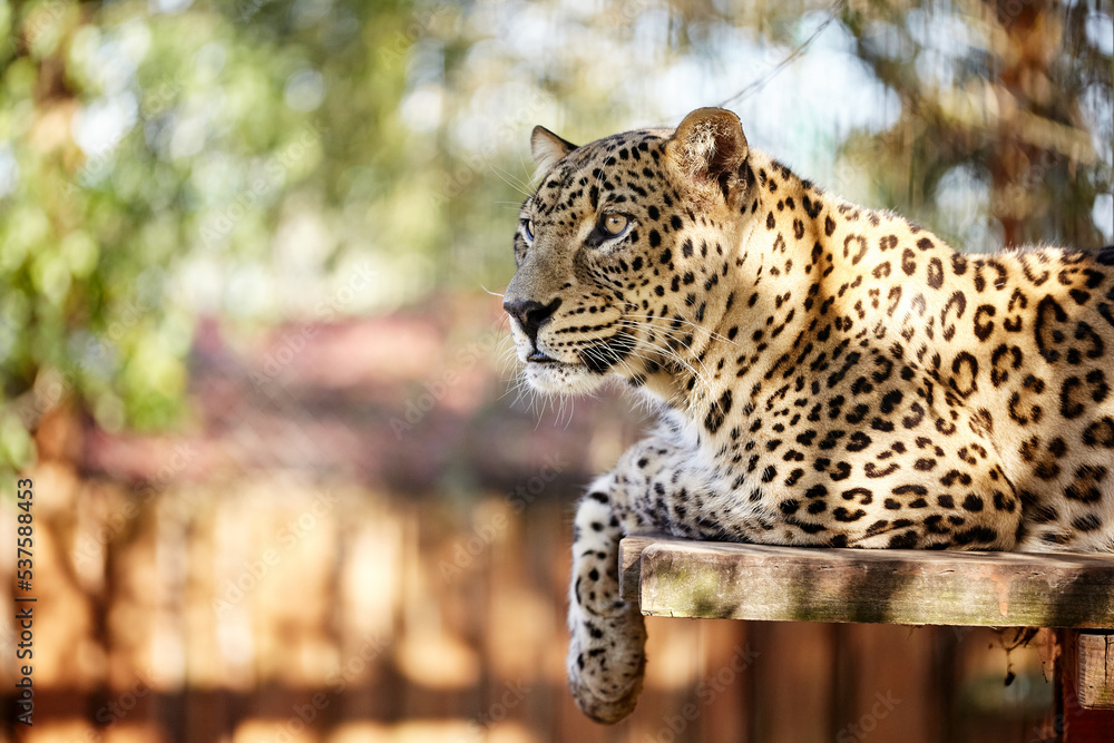 Fototapeta premium Dangerous predeter leopard sitting and laying on wooden bench or wooden litter for take some rest and looking at camera