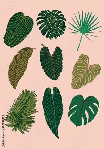 Set of Tropical Leaves decorative Illustration. Variation of Tropical plants leaves portraying monstera, fan palm, banana, fittonia, elephant leaves.