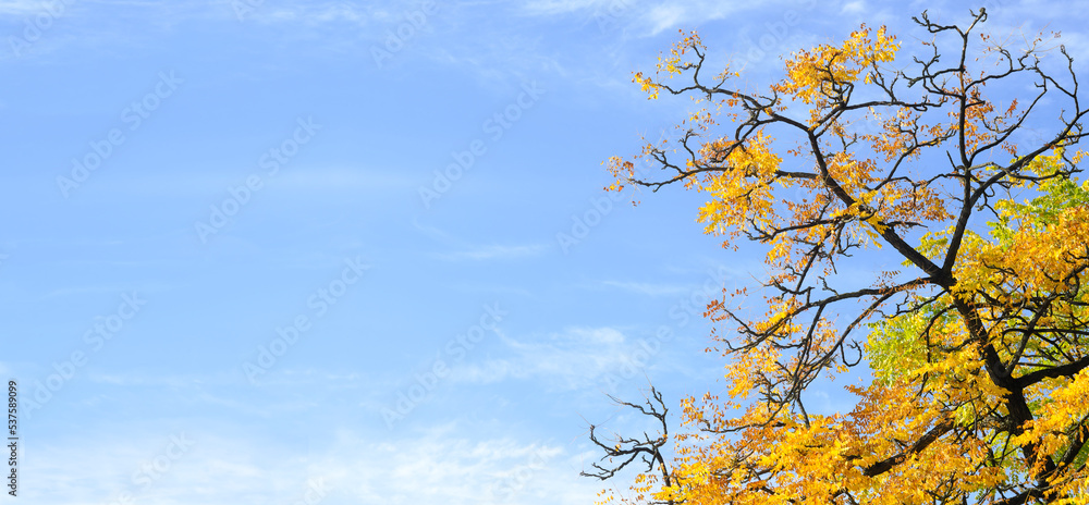 Autumn in the park, tree with colored leaves and blue sky, negative space technique,large copy space. Autumn in the park, tree with colored leaves and blue sky, negative space technique,large copy space.