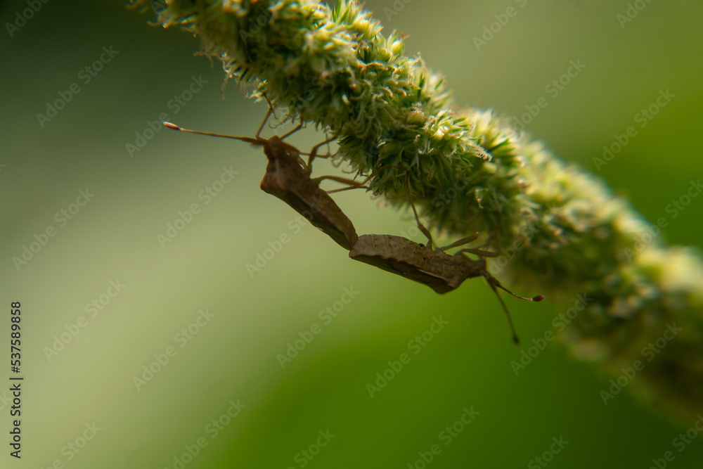 Fototapeta premium defocus of two insects mating on flower