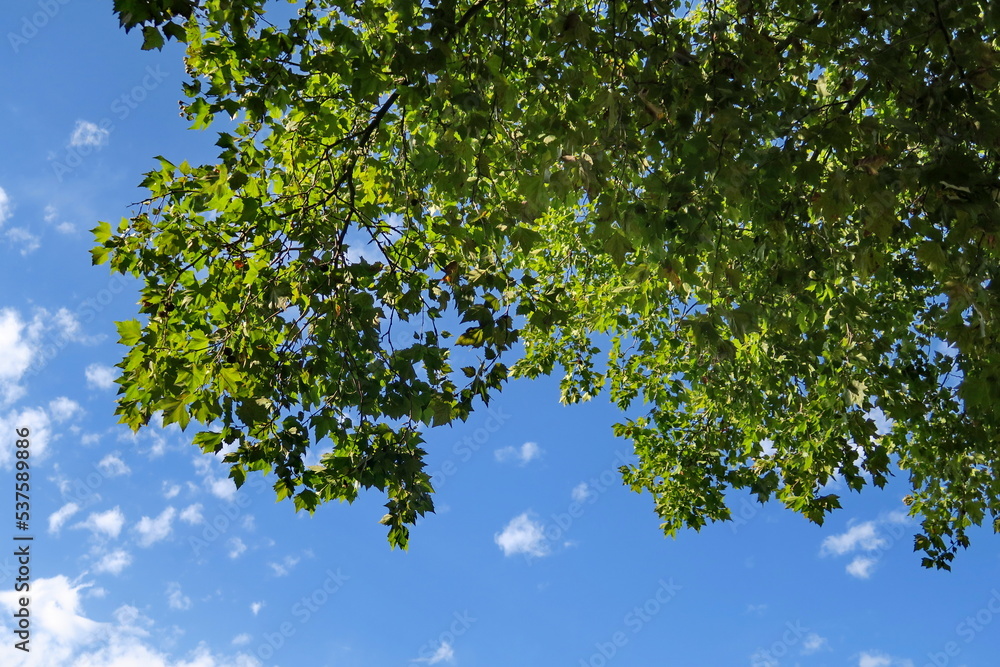 Fototapeta premium Frondaison verte et ciel bleu. Feuillage d'arbre en contre plongée.