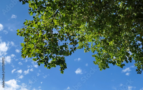 Frondaison verte et ciel bleu. Feuillage d'arbre en contre plongée.
