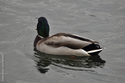 Duck is a representative of birds from several genera of the duck family: piebald ducks, diving ducks, savki, river ducks, steamer ducks, musk ducks and crumbs  in total, more than 110 species. © Никита Козлов