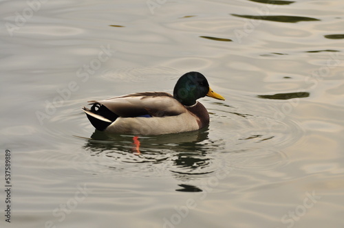 Duck is a representative of birds from several genera of the duck family: piebald ducks, diving ducks, savki, river ducks, steamer ducks, musk ducks and crumbs; in total, more than 110 species.