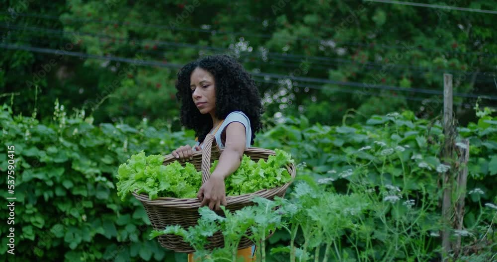 One black woman holding basket of lettuces walks outdoors in urban community farm. African American female person farming One black woman holding basket of lettuces walks outdoors in urban community farm. African American female person farming